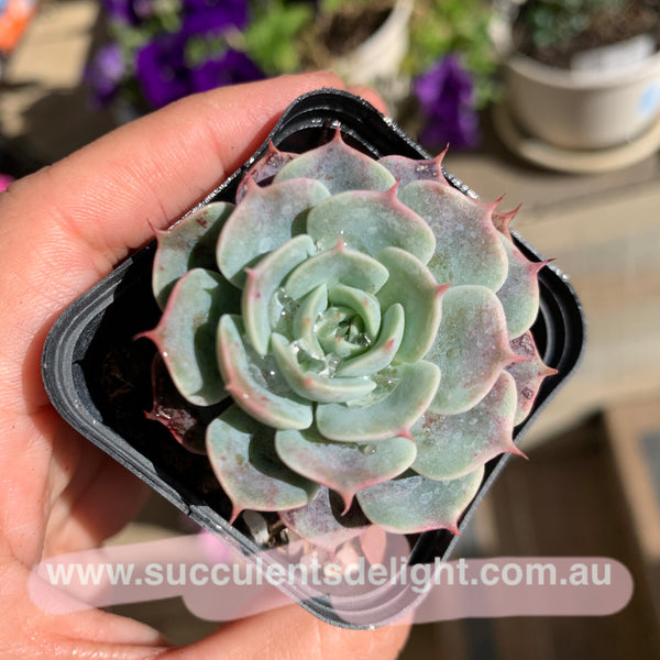 Echeveria Polka 波尔卡