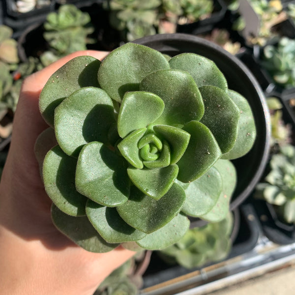 Aeonium Lily Pad 百合莉莉