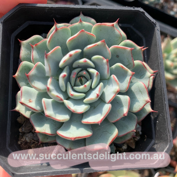 Echeveria Pomponova 诺娃绒球