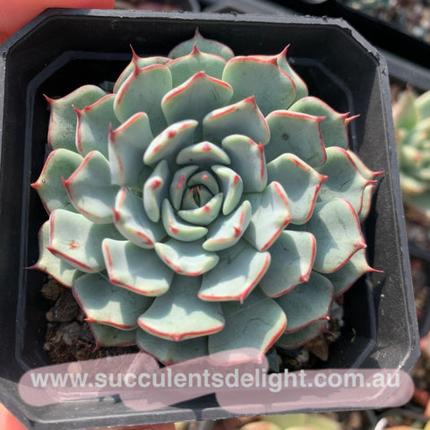 Echeveria Pomponova 诺娃绒球