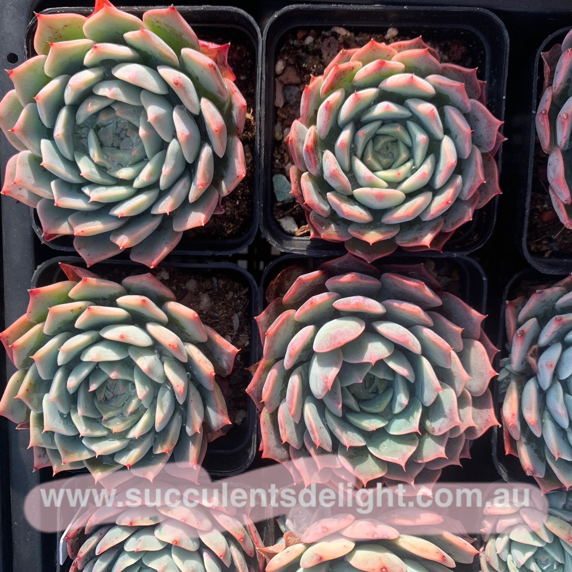 Echeveria Tornado 龙卷风