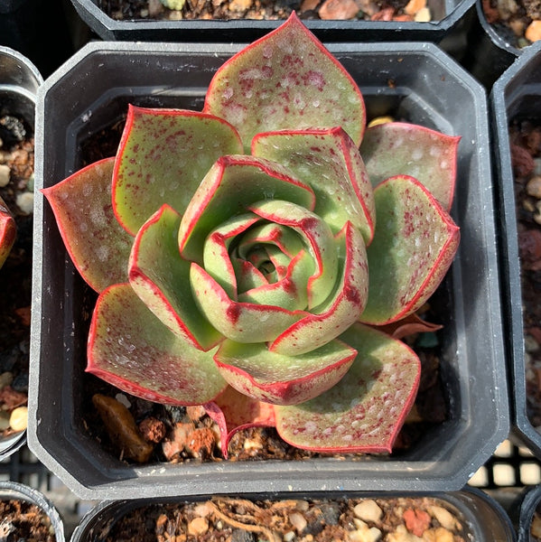 Echeveria Red Flame 烈焰