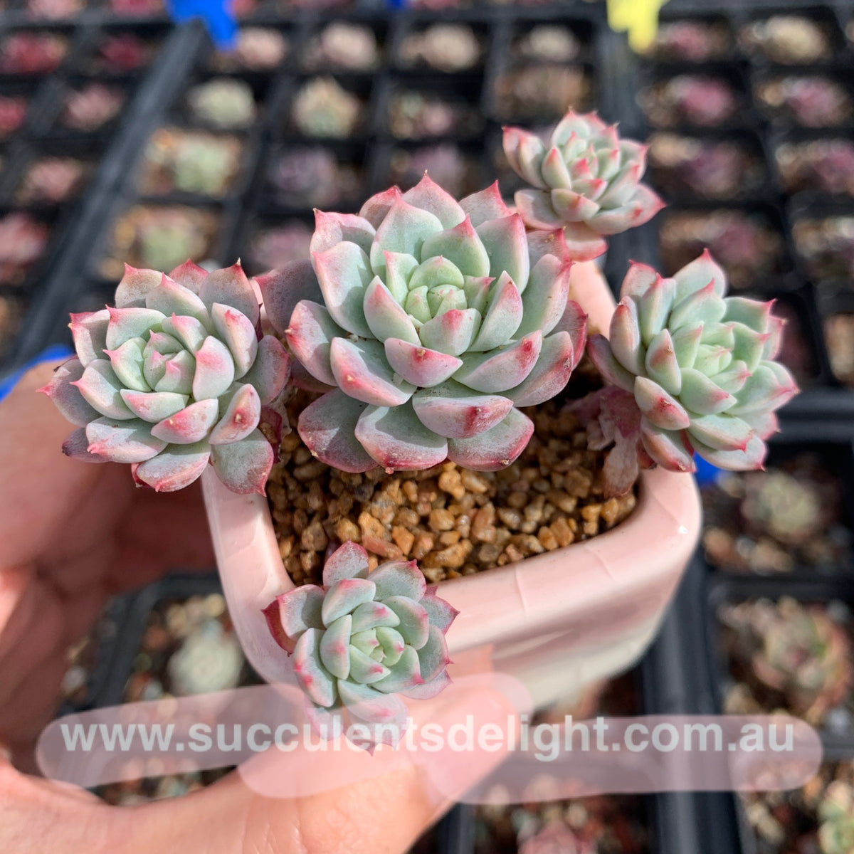 Medical Stone/ Golden Maifan Stone for topping 2-4mm 黄金麦饭石 – Succulents ...