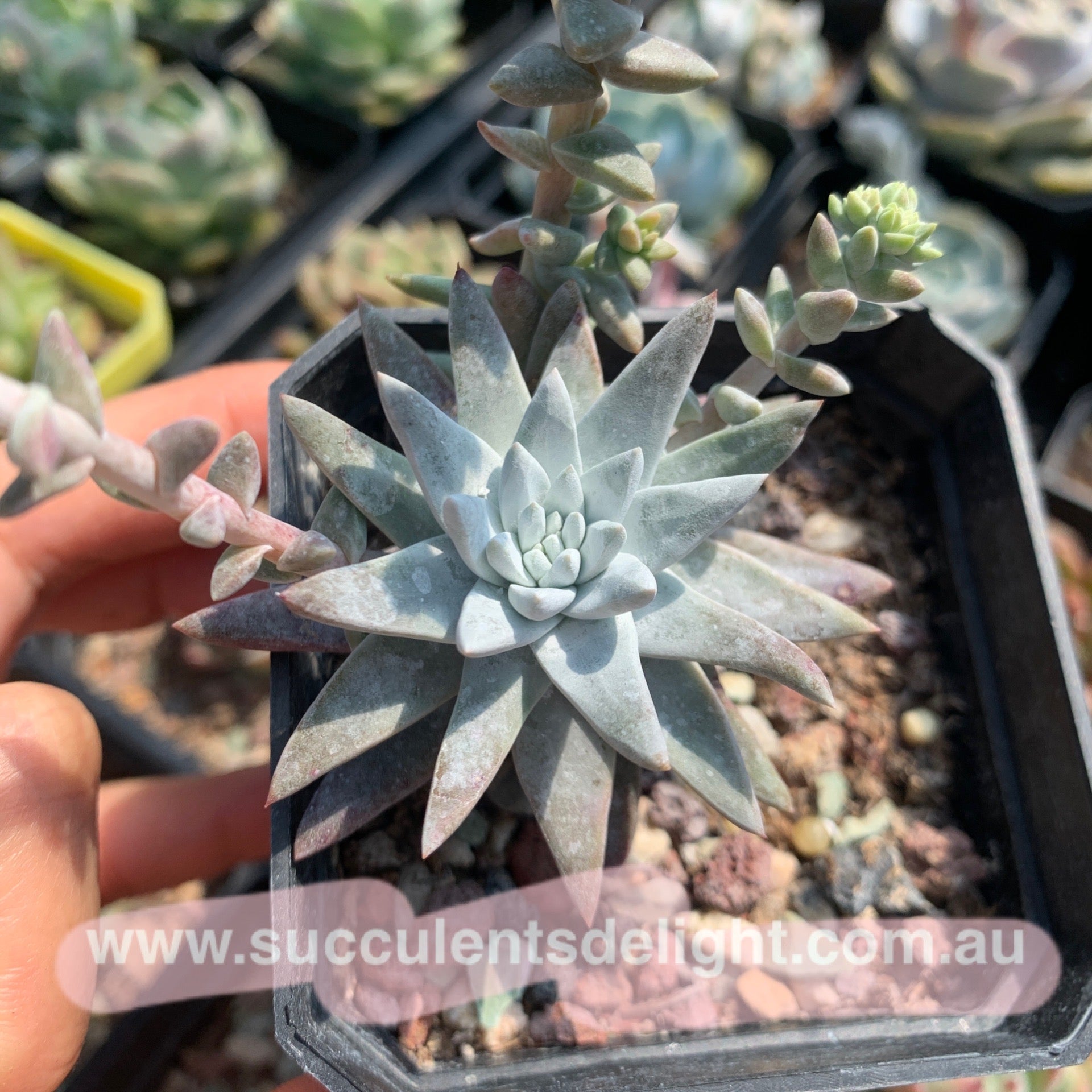 Dudleya greenei/white sprite 白菊
