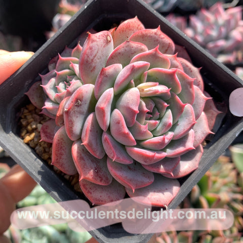 Echeveria Fantasy Rose 梦幻玫瑰