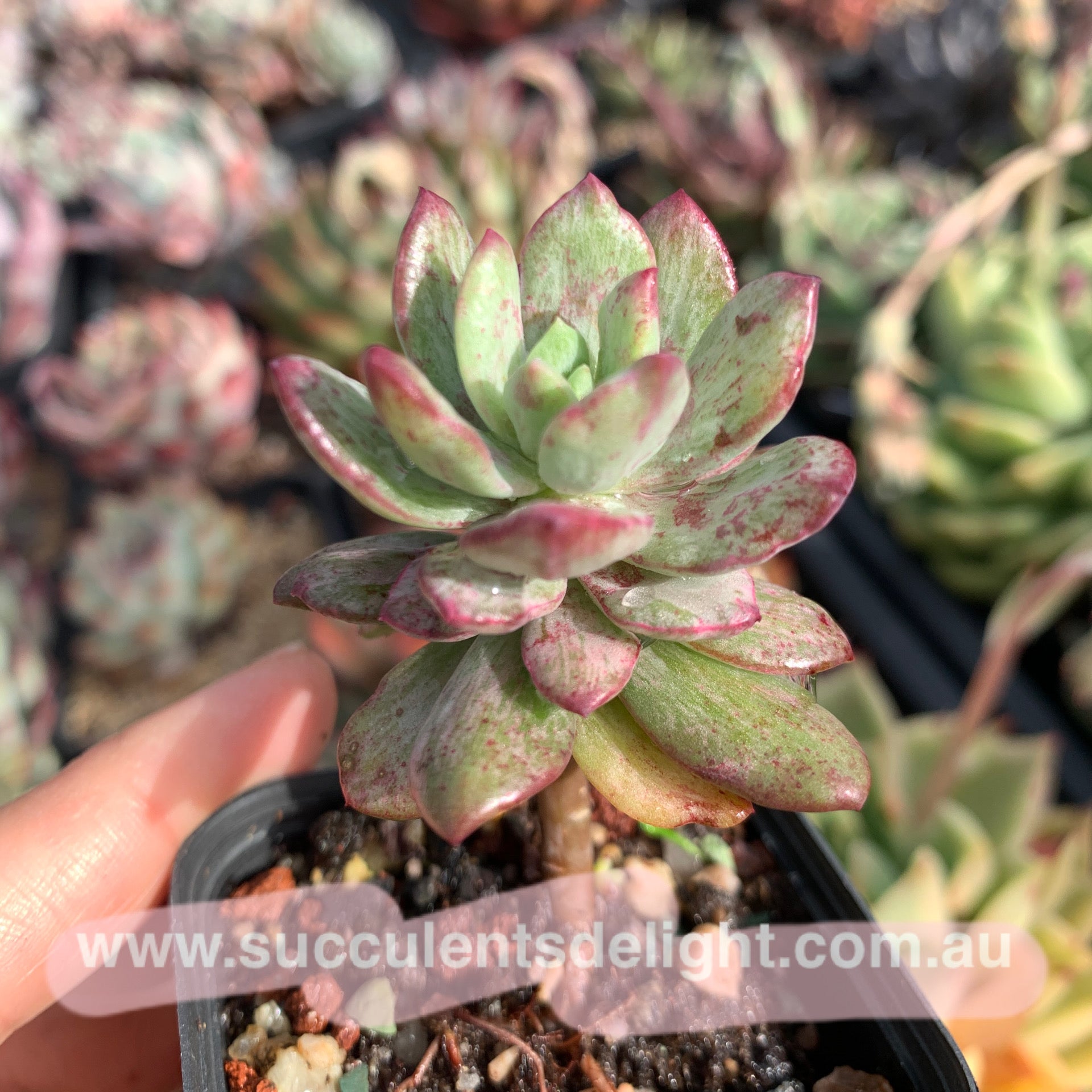 Echeveria Minibelle Silky Variegated 红稚莲拉丝锦
