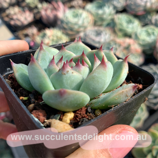 Echeveria Momotaro Peach Boy 桃太郎