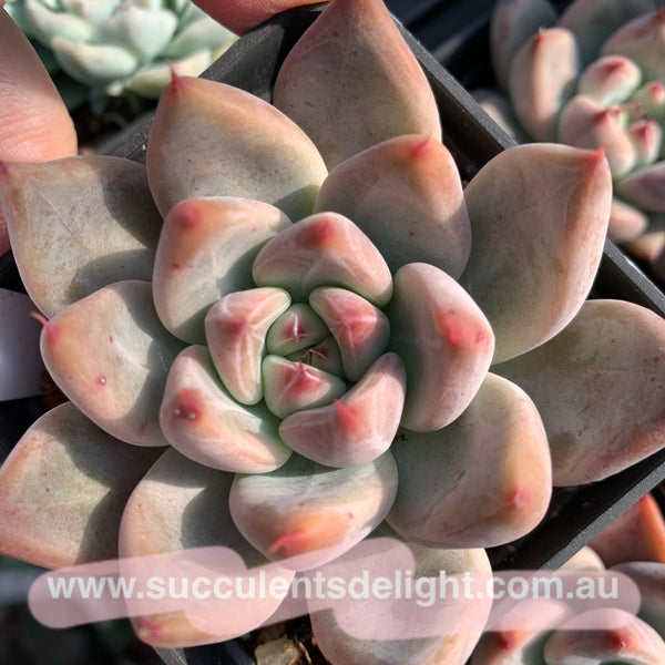 Echeveria Katelyn 凯特琳