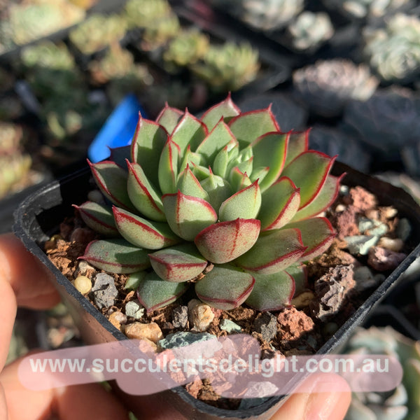 Echeveria Red Dress 小红裙 Succulents Delight New Hybrid