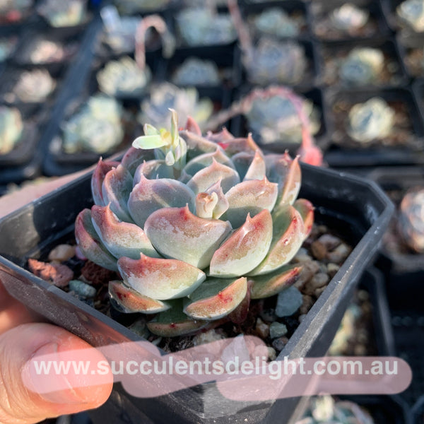 Echeveria Elegans Athena 月影雅典娜