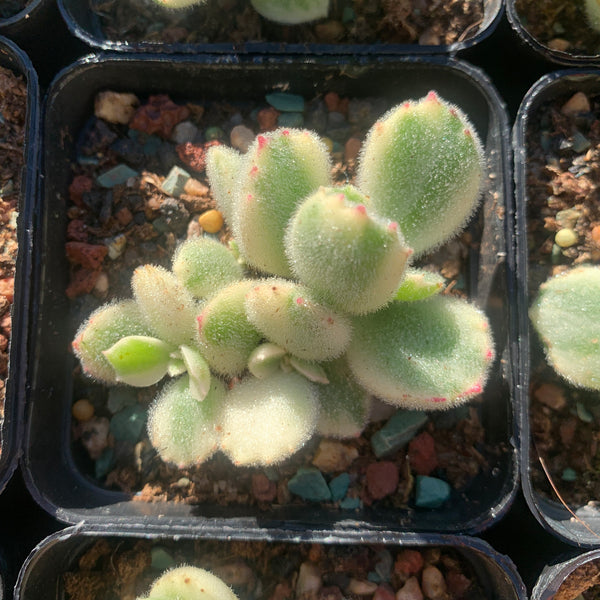 Cotyledon Tomentosa Bears Paw White Variegated 白熊/熊童子白锦