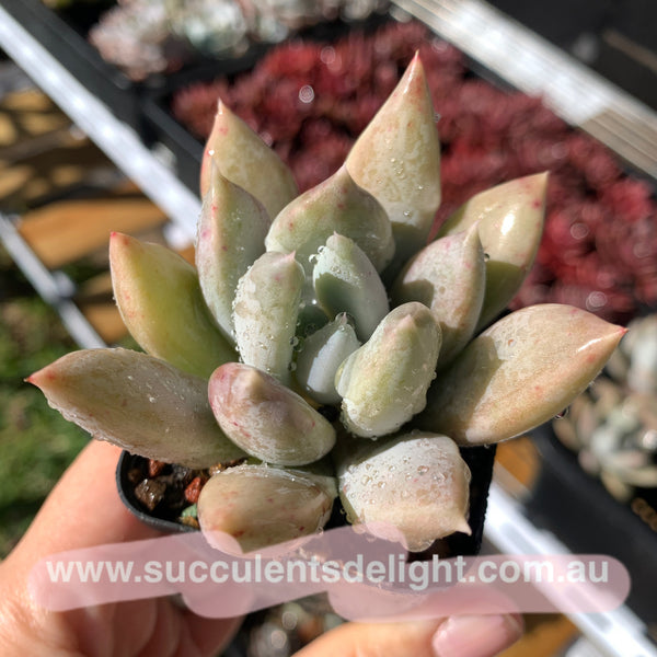 Echeveria Snow Queen 白雪女王