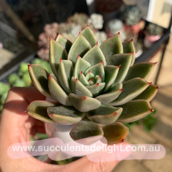 Echeveria Agavoides Mira 米娜东云