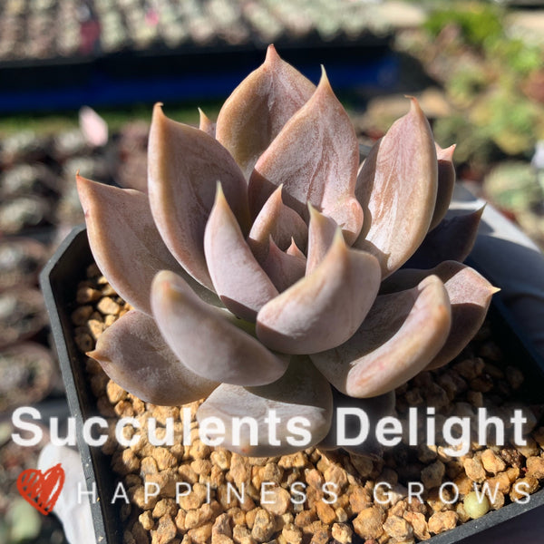 Echeveria Silver Queen 银后