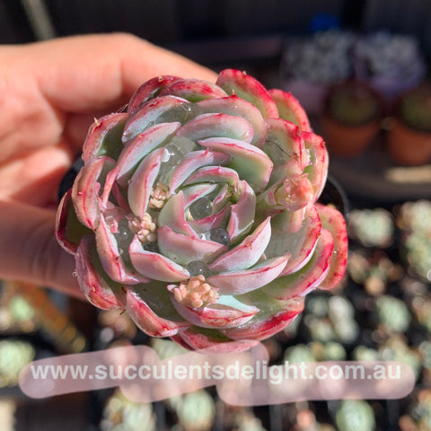 Echeveria Pink Edge Pink Elegans 粉月影