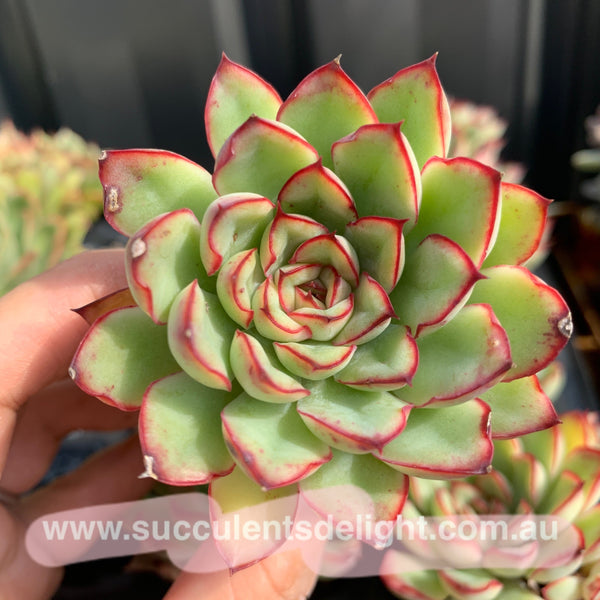 Echeveria Beniothine 莫兰