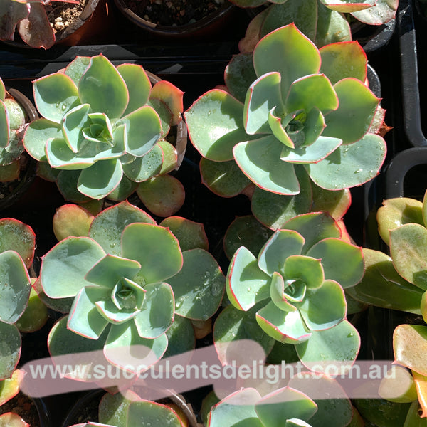 Echeveria White Rose 白玫瑰