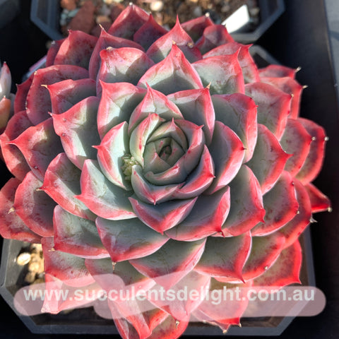 Echeveria Orange Fudge 橘子软糖