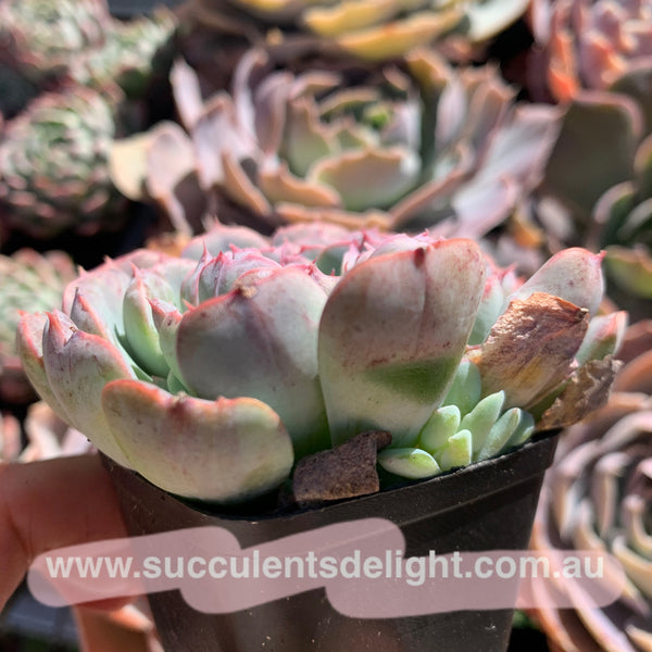 Echeveria Tuxpan Pinwheel X Alba Mini Mutation 纸风车美妮变异