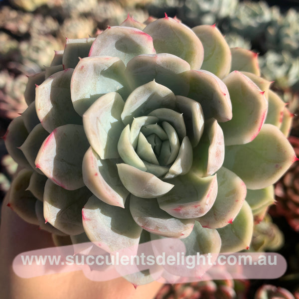 Echeveria New Surprise 新惊喜雪球