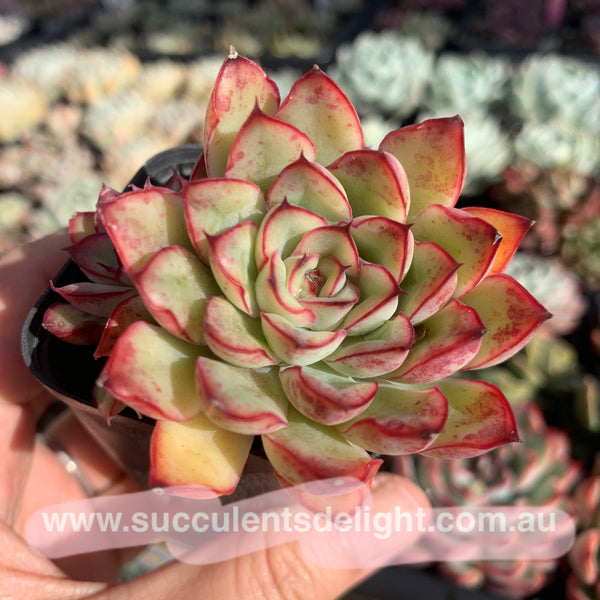 Echeveria Beniothine 莫兰