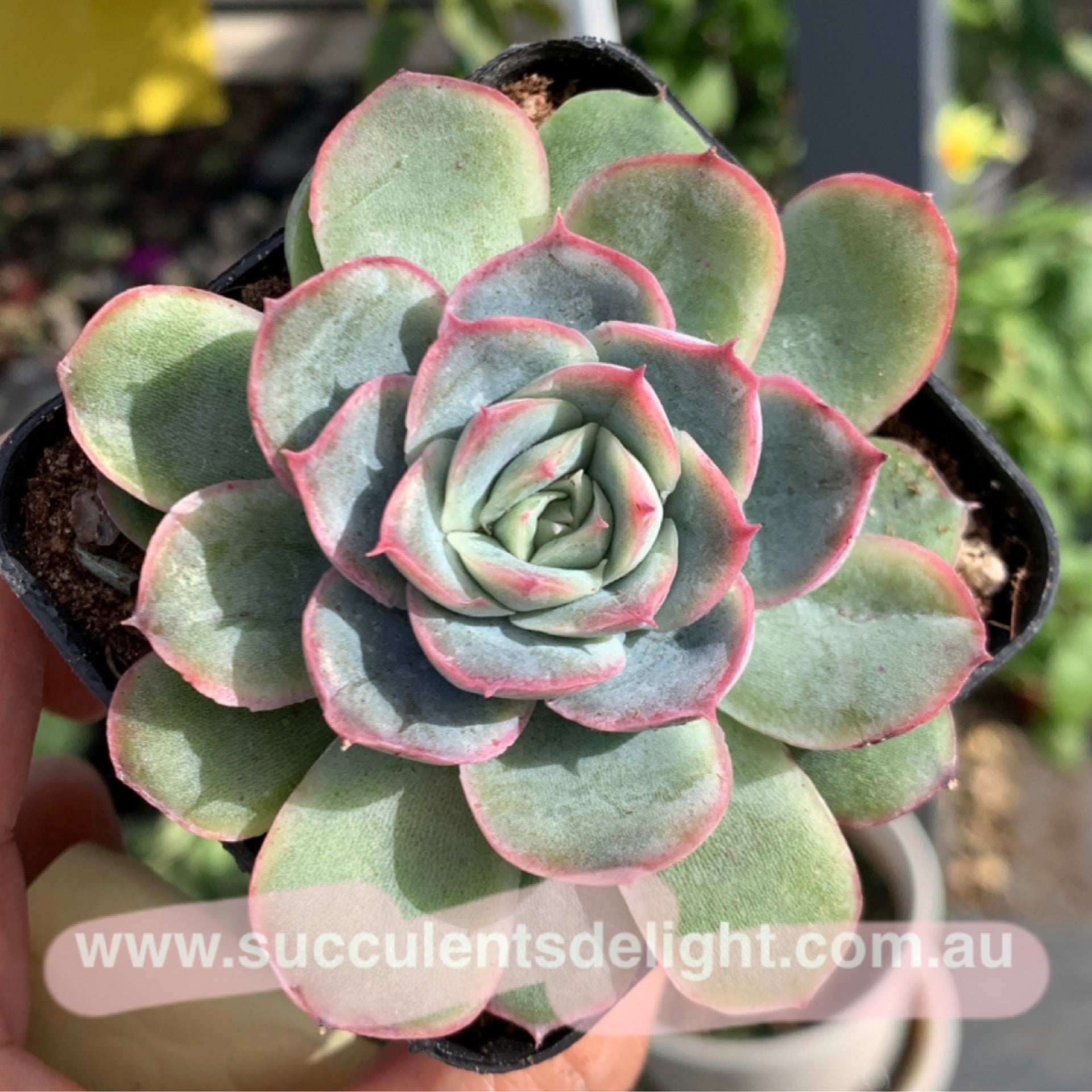 Echeveria Orange Fudge 橘子软糖