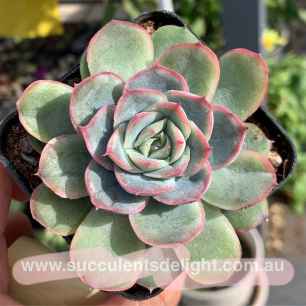 Echeveria Orange Fudge 橘子软糖 Succulents Delight New Hybrid