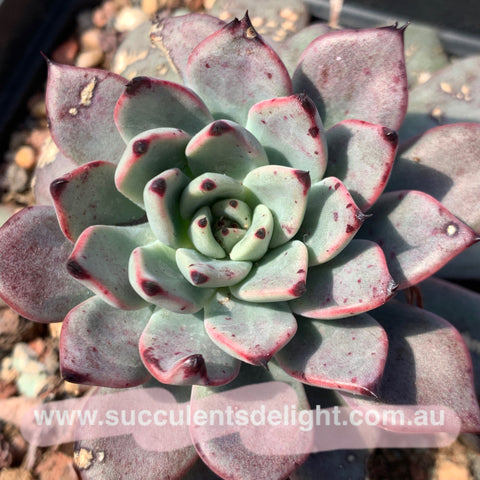 Echeveria Puebla 普埃布拉