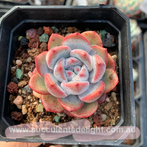 Echeveria Snow Angel 雪天使