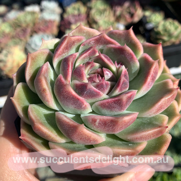 Echeveria White Amethyst 白紫晶