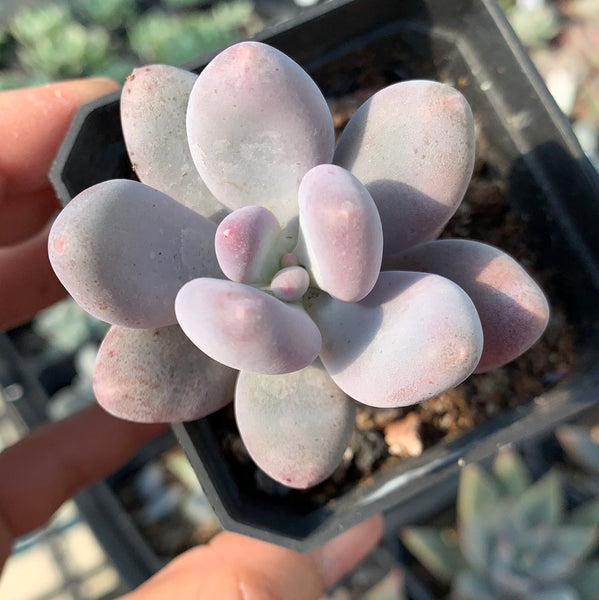 Pachyphytum cv. MOMOBIJIN 桃美人