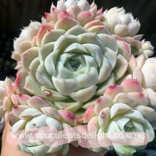 Echeveria Elegans Alba aka White Elegans 阿尔巴白月影