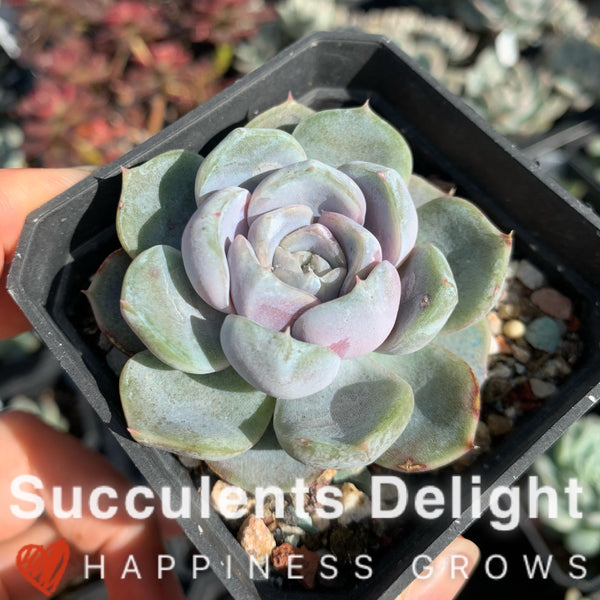 Echeveria Snow Bunny (short leaf form)  短叶雪兔