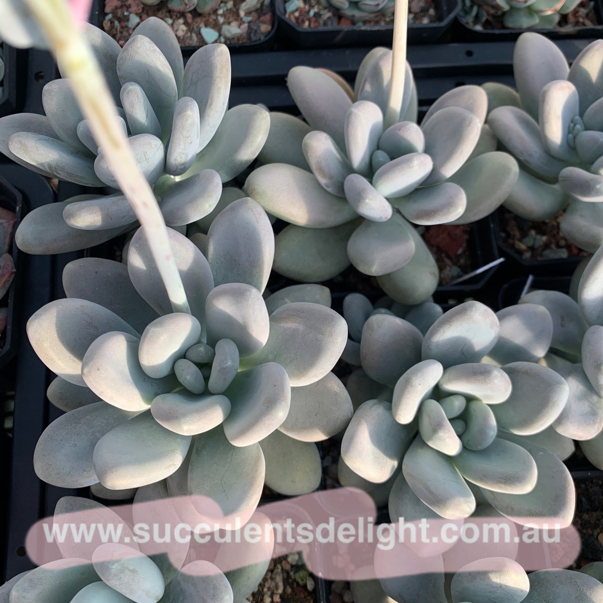 Pachyphytum bracteosum 白美人