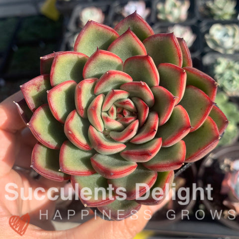 Echeveria Charmer 艳姬