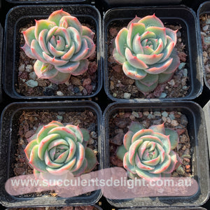 Echeveria Moon Peach 月桃