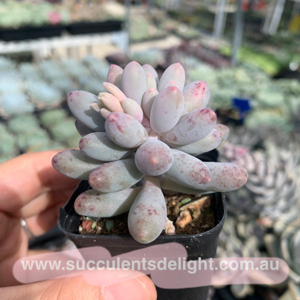 Pachyphytum Machucae aka Baby finger 婴儿手指