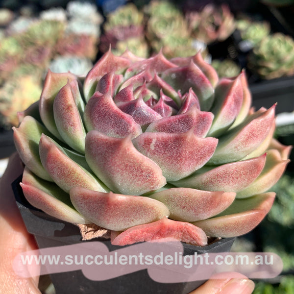 Echeveria White Amethyst 白紫晶