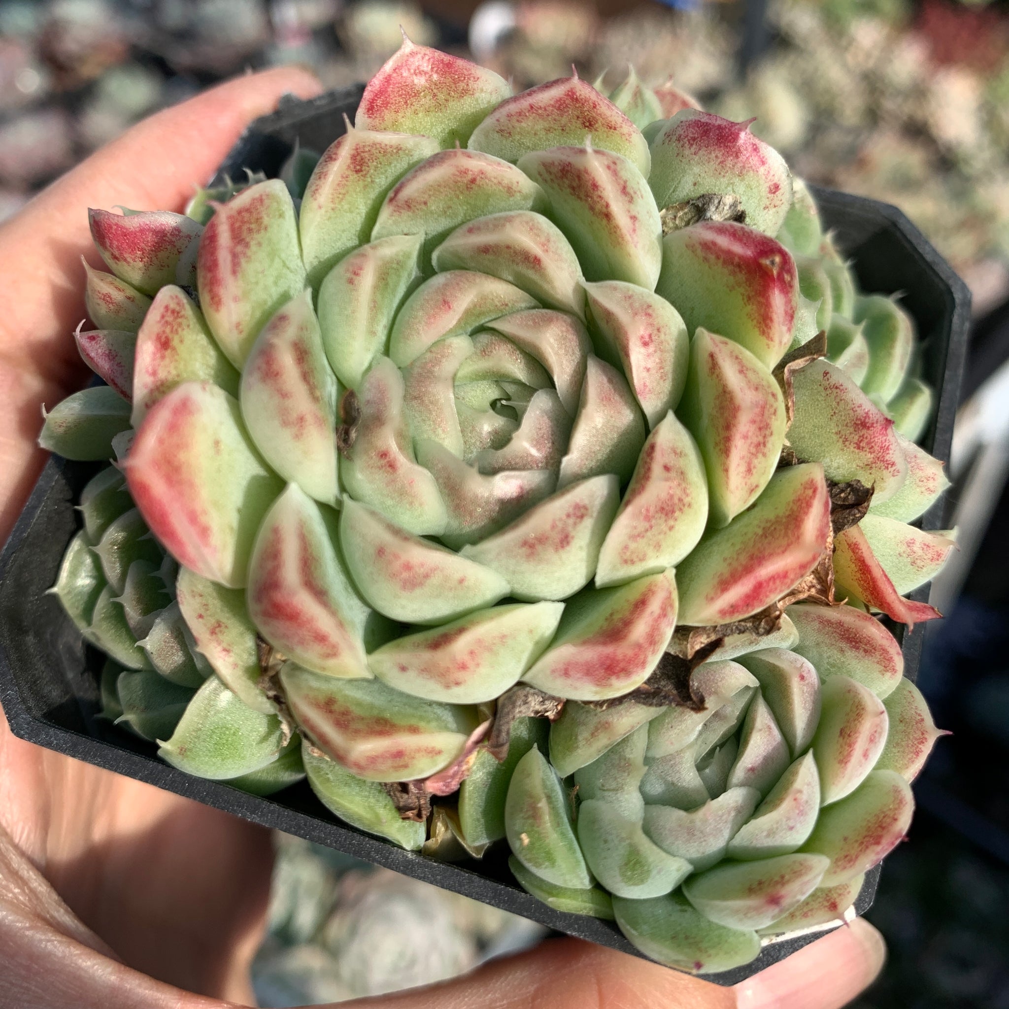 Echeveria Elegans Water Paint 水墨画