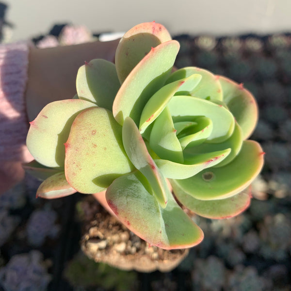 Echeveria Peach Pride 碧桃