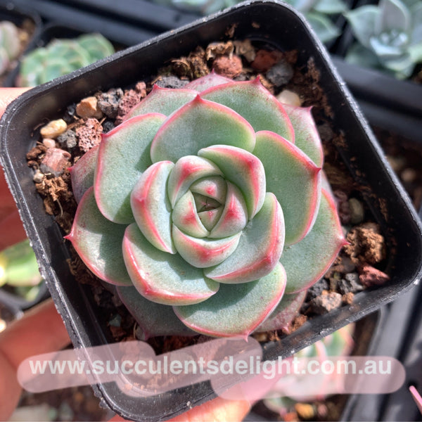 Echeveria Peach Grove 桃林 Succulents Delight New Hybrid