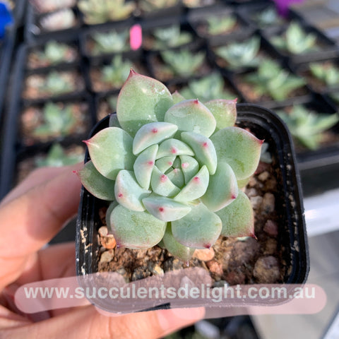 Echeveria Peach Dream 桃梦