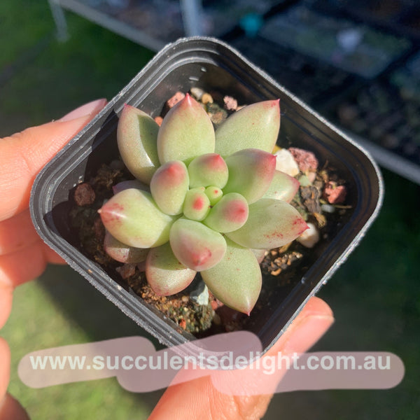 Pachyveria Ebony Finger 乌木x婴儿手指