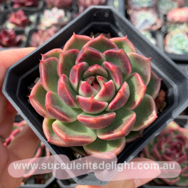 Echeveria Fantasy Jade 梦幻翡翠 Succulent Delight New Hybrid