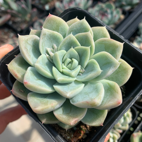 Echeveria Snow Bunny (short leaf form)  短叶雪兔