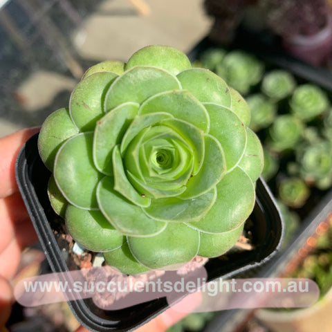 Aeonium Aureum Hybrid 山地玫瑰杂