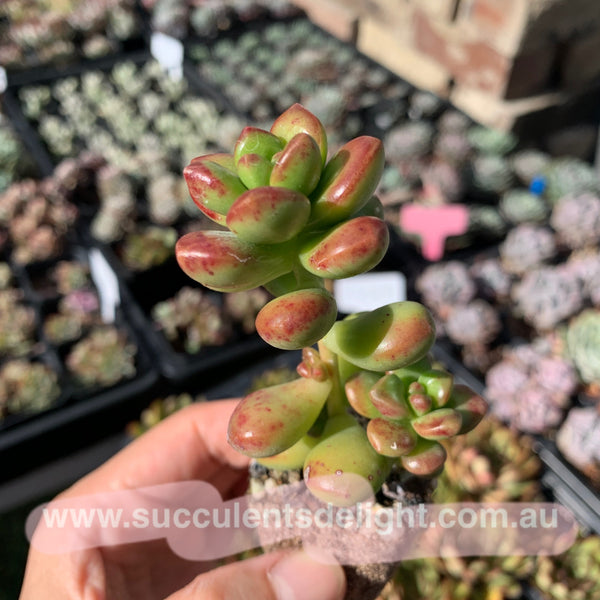 Sedum lucidum Obesum 丸叶松绿