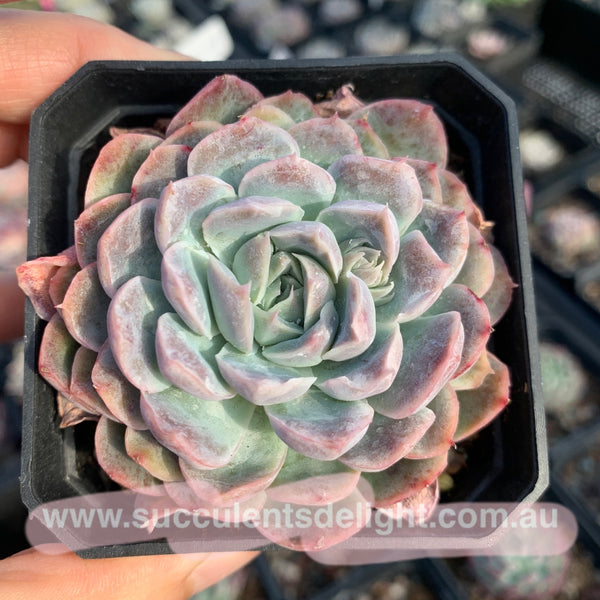 Echeveria Elegans Athena 月影雅典娜