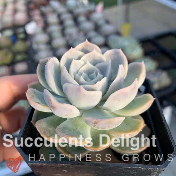 Echeveria New Surprise 新惊喜雪球