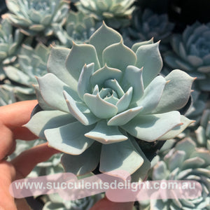 Echeveria Blue Bird (thin leave form) 薄叶蓝鸟